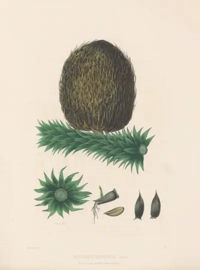 Araucaria imbricata, 1884 – nr 1 av Edward James Ravenscroft