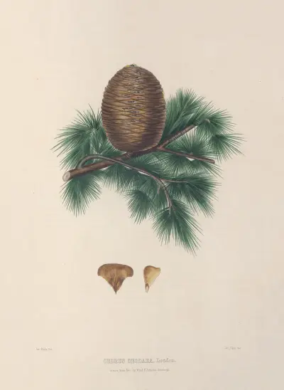 Cedrus deodara – Cone and Leaves av Edward James Ravenscroft