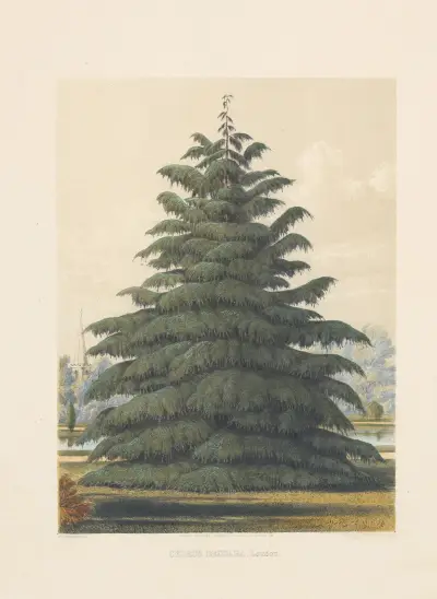 Cedrus deodara av Edward James Ravenscroft