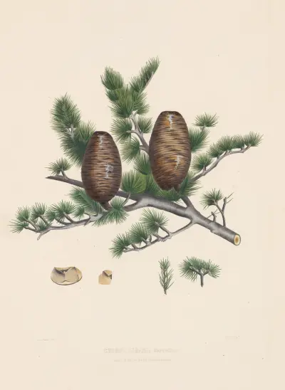 Cedrus libani, 1884 – nr 1 av Edward James Ravenscroft