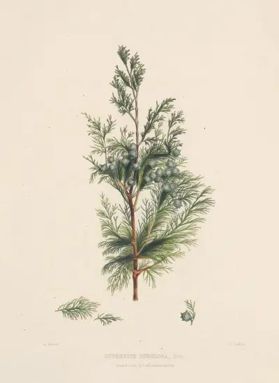 Cupressus torulosa av Edward James Ravenscroft