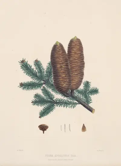 Picea Apollinis av Edward James Ravenscroft