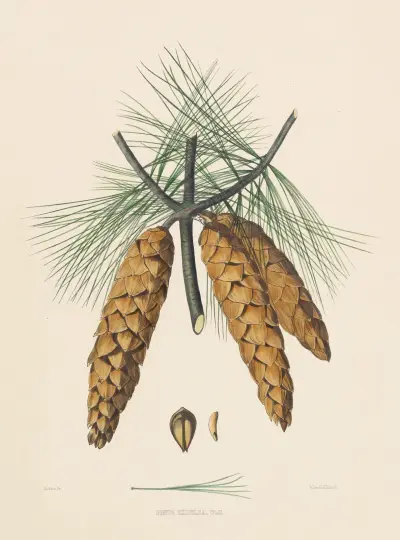 Pinus Excelsa av Edward James Ravenscroft