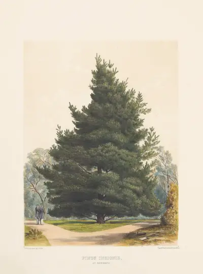 Pinus insignis, 1884 – nr 2 av Edward James Ravenscroft