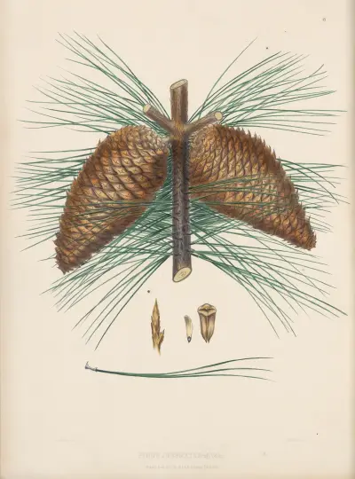 Pinus Jeffreyii av Edward James Ravenscroft