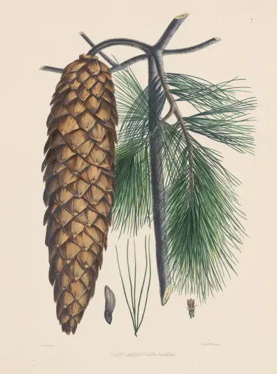 Pinus Lambertiana av Edward James Ravenscroft