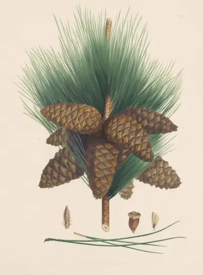 Pinus pinaster av Edward James Ravenscroft
