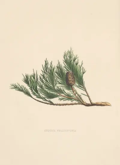 Sequoia wellingtonia av Edward James Ravenscroft