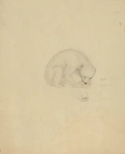 Medvěd – č. 1, James Sowerby