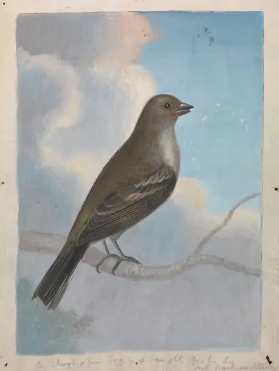 Ein Vogel – Nr. 2 von James Sowerby