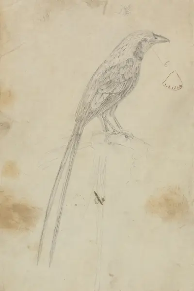 En fågel av James Sowerby