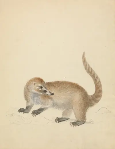 Ein Nasenbär von James Sowerby