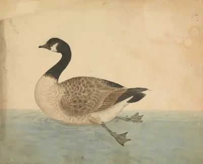 En gås av James Sowerby