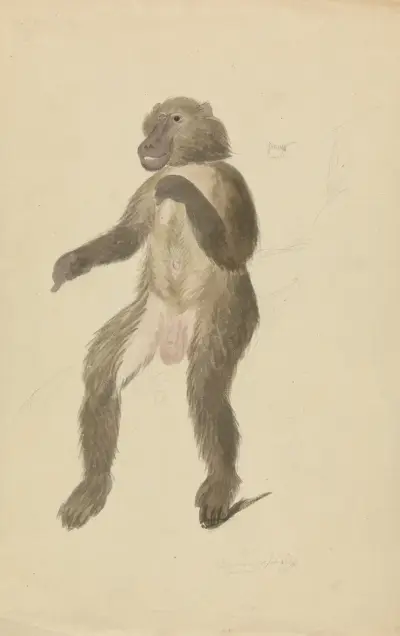 Ein Mandrill von James Sowerby