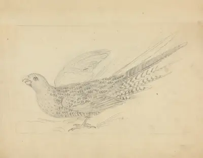 A Parrot 2 av James Sowerby