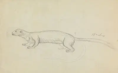 A Weasel. av James Sowerby