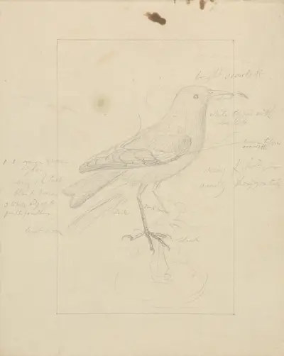 Stjärtskata, James Sowerby