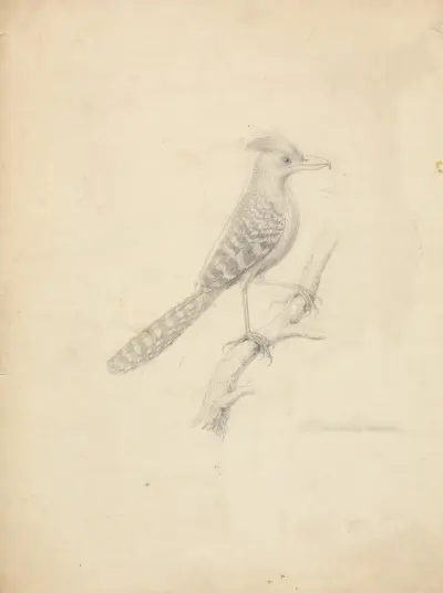 Myrfågel av James Sowerby