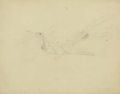 Paradisfågel av James Sowerby