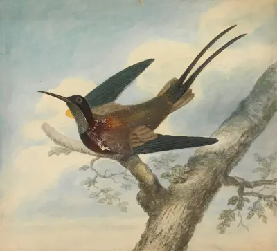 Paradisfågel av James Sowerby
