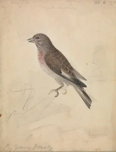 Bluthänfling von James Sowerby