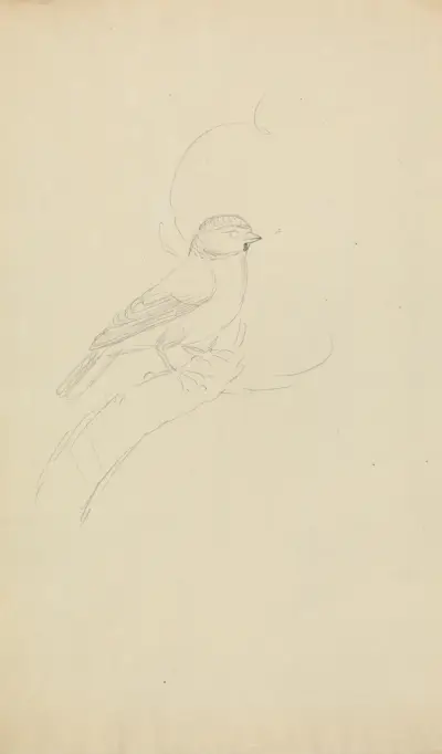 Blåmes av James Sowerby