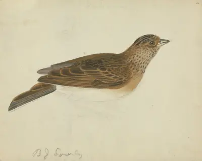 Eurasian skylark av James Sowerby
