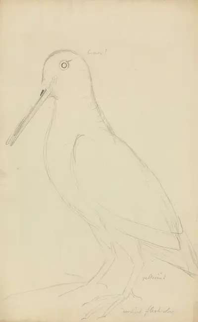 Morkulla av James Sowerby