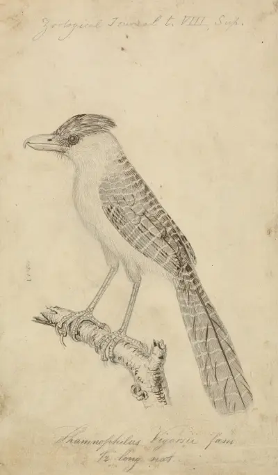 Giant Antshrike av James Sowerby
