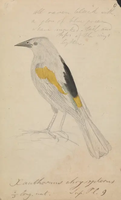 Golden-winged Cacique av James Sowerby