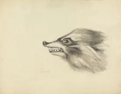 Hlava mývala, James Sowerby
