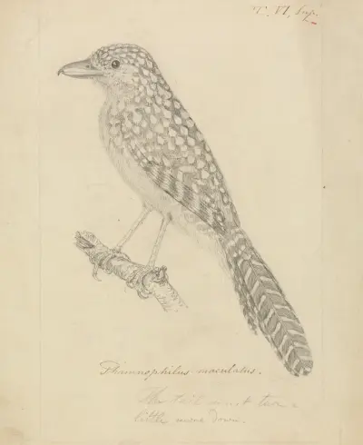 Tejnovec skvrnitý, James Sowerby