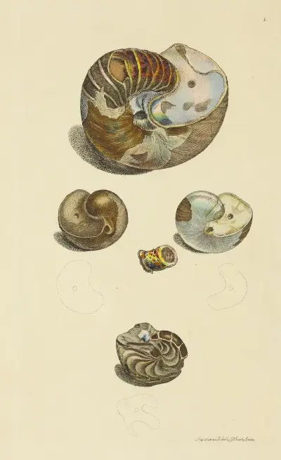 Mineralconchologi från Storbritannien, plansch 001 av James Sowerby