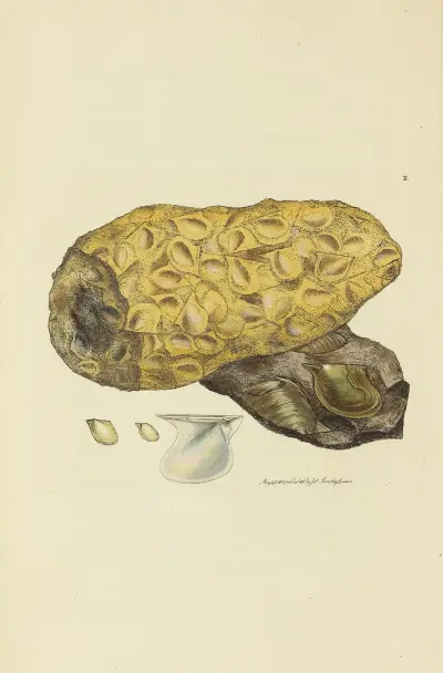 The mineral conchology of Great Britain Pl.002 av James Sowerby