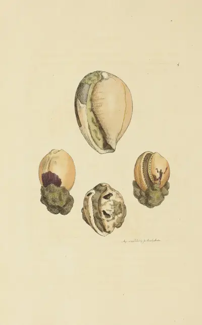 The mineral conchology of Great Britain Pl.004 av James Sowerby