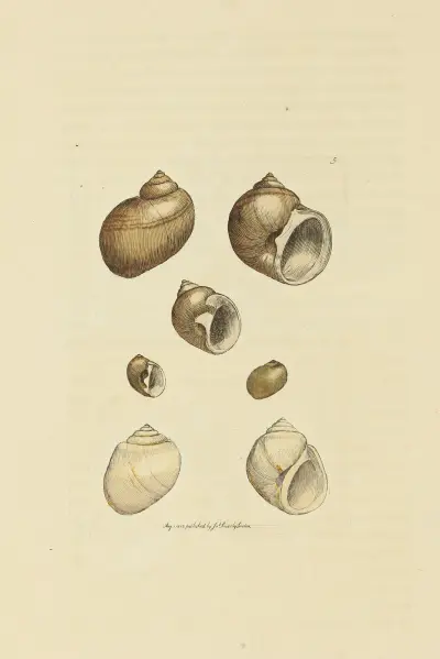 The mineral conchology of Great Britain Pl.005 av James Sowerby