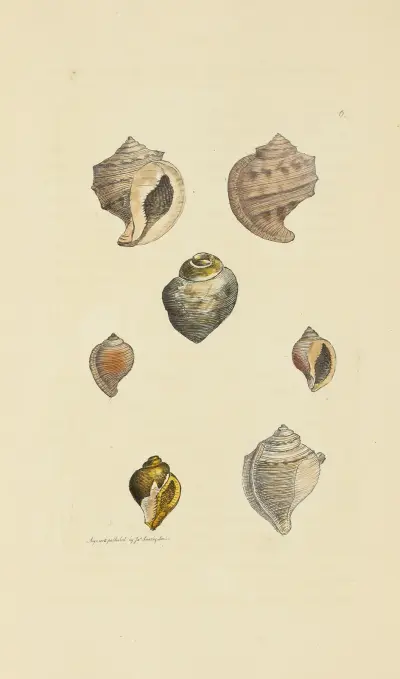 The mineral conchology of Great Britain Pl.006 av James Sowerby