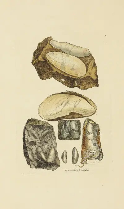The mineral conchology of Great Britain Pl.008 av James Sowerby
