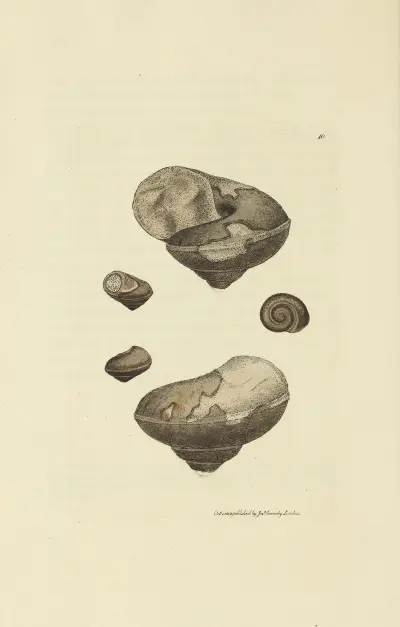 Mineralconkologi från Storbritannien, pl. 010 av James Sowerby