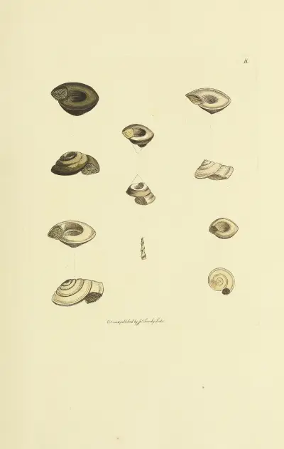 Mineralogisk conkologi för Storbritannien, plansch 011 av James Sowerby