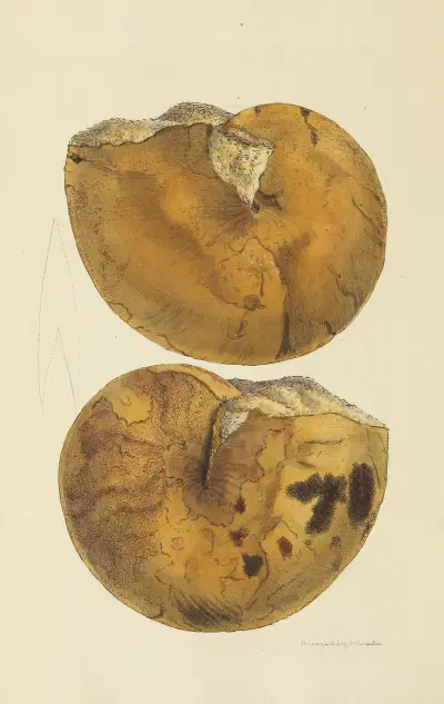 The mineral conchology of Great Britain Pl.012 av James Sowerby