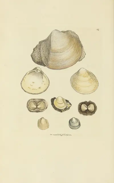 The mineral conchology of Great Britain Pl.014 av James Sowerby