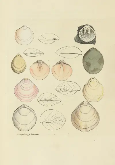 The mineral conchology of Great Britain pl. 15 av James Sowerby
