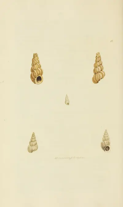 The mineral conchology of Great Britain Pl.016 av James Sowerby