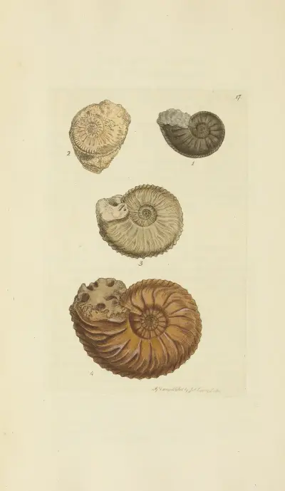 The mineral conchology of Great Britain Pl.017 av James Sowerby