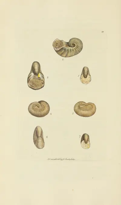 The mineral conchology of Great Britain Pl.018 av James Sowerby