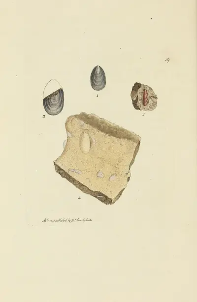 The mineral conchology of Great Britain Pl.019 av James Sowerby