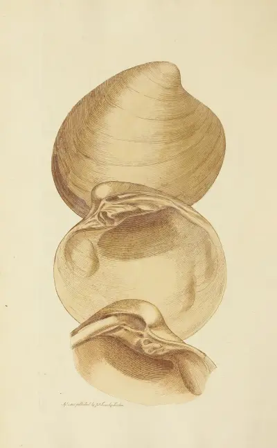 The mineral conchology of Great Britain Pl.021 av James Sowerby