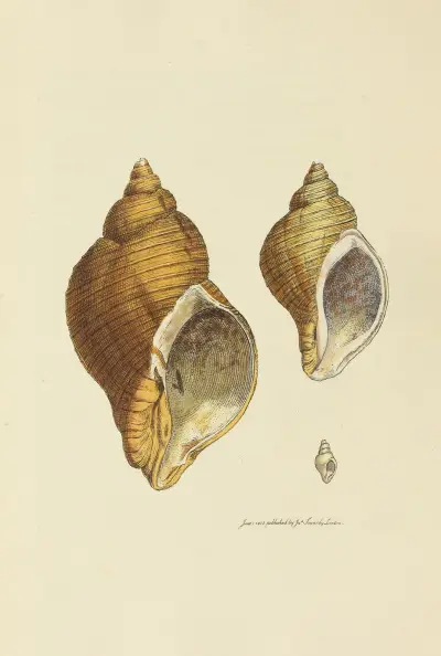 The Mineral Conchology of Great Britain pl. 022 av James Sowerby