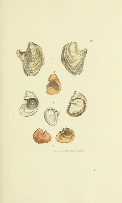 The mineral conchology of Great Britain Pl.026 av James Sowerby
